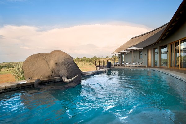 SOUTH AFRICA – Mhondoro Safari Lodge