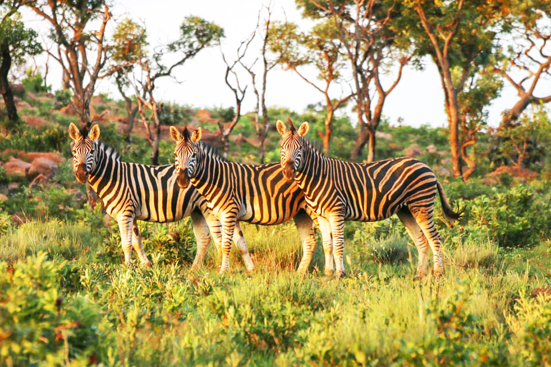 Kololo Game Reserve, South Africa
