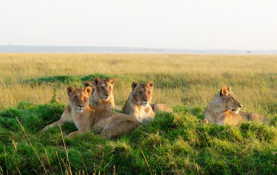 Tanzania Safari Tour Operator