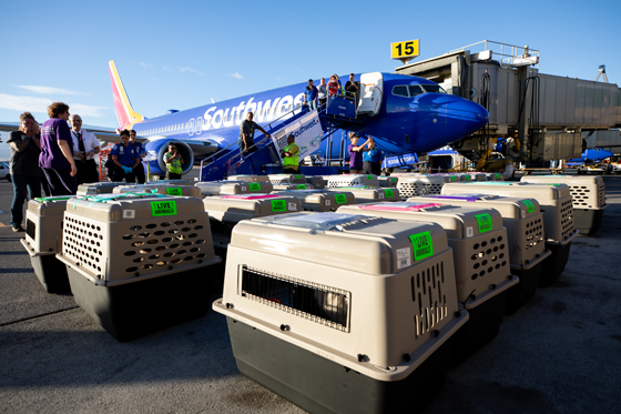 Southwest Transport More Than 130 Shelter Animals from Maui to Portland, Oregon