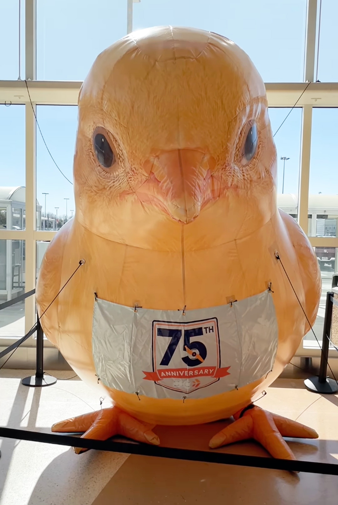 Baby Chickens Take Flight at San José Mineta International Airport