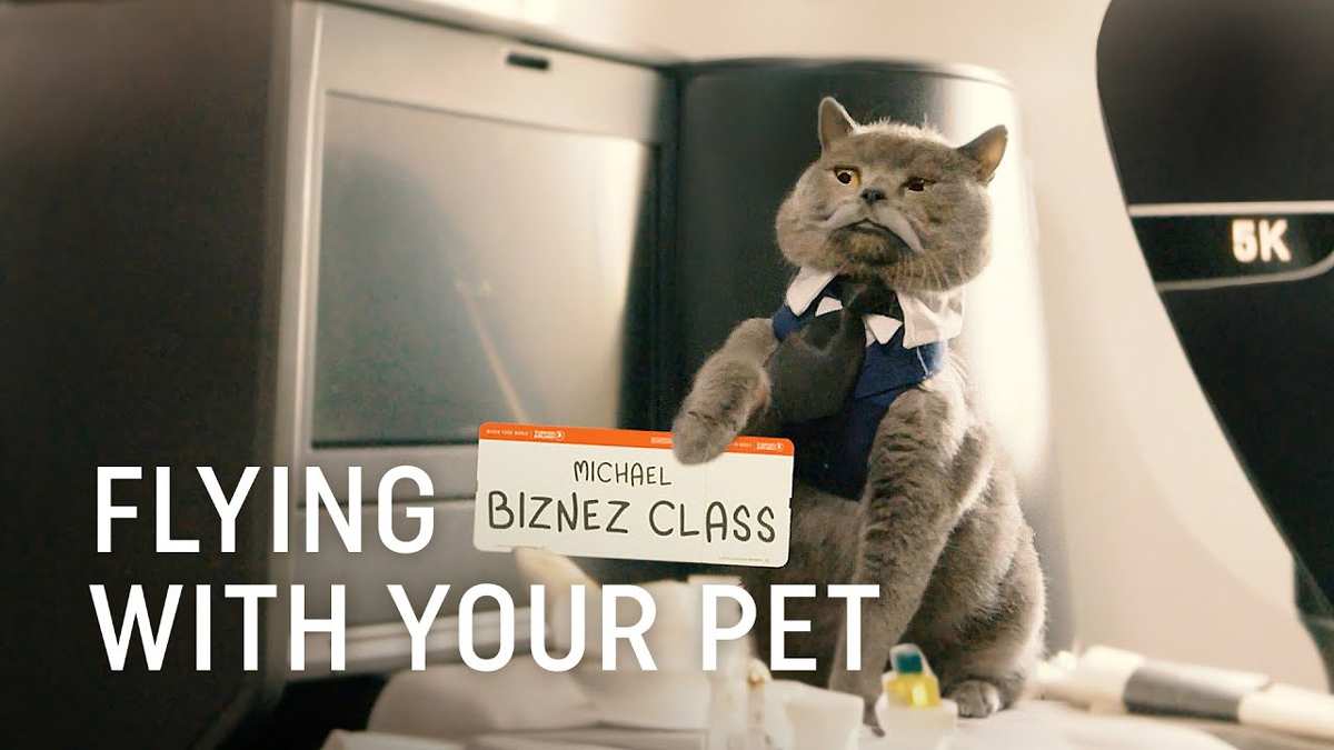 Meow, Meow, check out Turkish Airlines new cute cat video